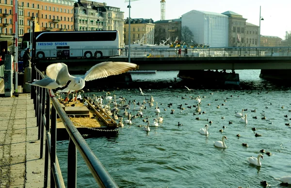Martılar Gamlastan, Stockholm, İsveç