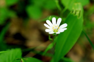 Avrupa ahşap anemone