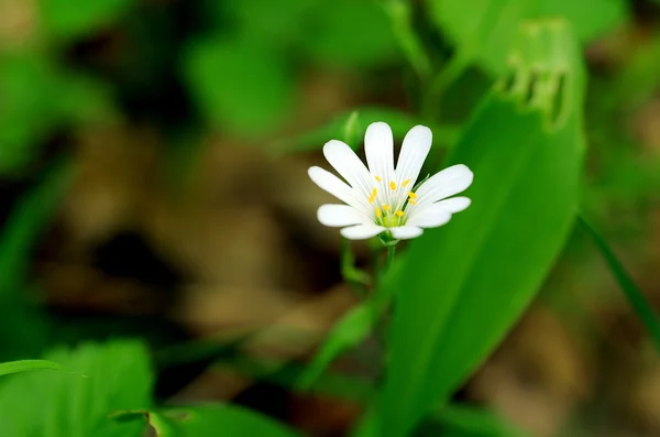 Avrupa ahşap anemone
