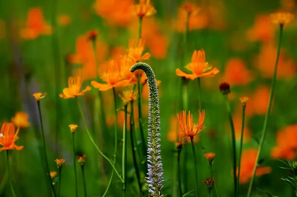 Uzak Doğu globeflowers