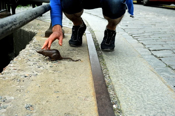 Heykel bir sıçan, Stockholm, İsveç