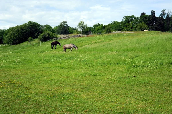 Horses in Stockholm park