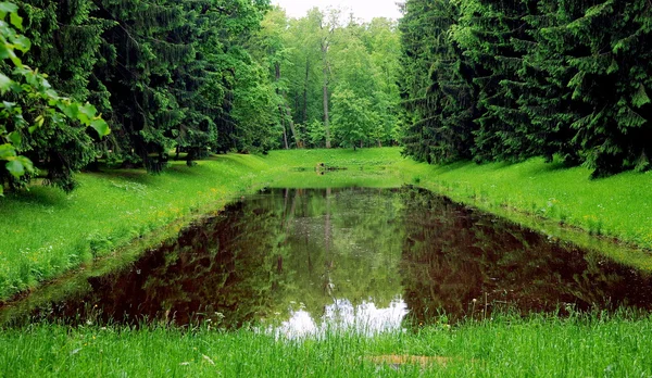 Old pond in Oranienbaum — Stock Photo, Image