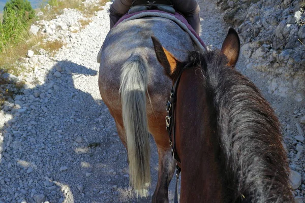 Panoramas Sela Cavalo Durante Uma Caminhada Equestre — Fotografia de Stock