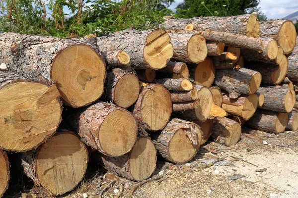 Piles of chopped wood in the woods — Stock Image Piles Chopped Wood Woods Royalty Free Stock Images
