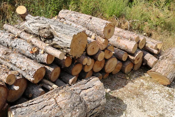 Piles of chopped wood in the woods — Stock Image Piles Chopped Wood Woods Stock Image