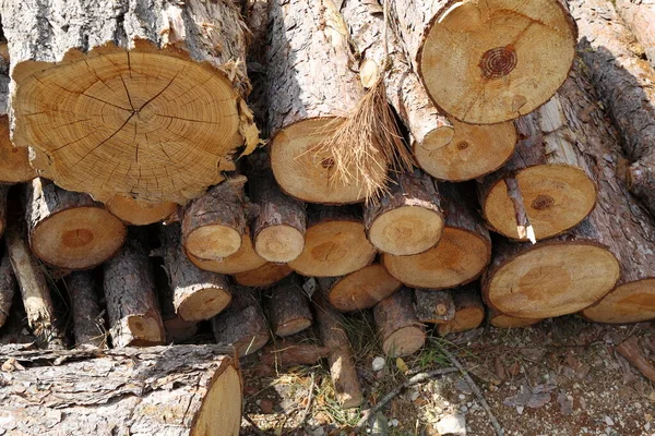 Piles of chopped wood in the woods — Stock Image Piles Chopped Wood Woods Royalty Free Stock Images