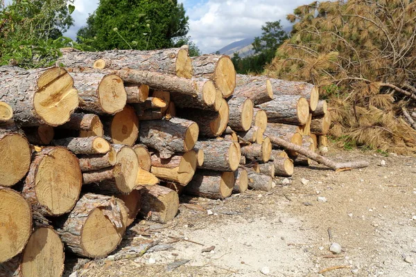 Piles of chopped wood in the woods — Stock Image Piles Chopped Wood Woods Stock Image