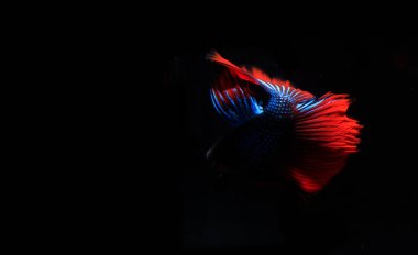 Mavi ve Kızıl Beta Balığı, Black Backgroun 'da.