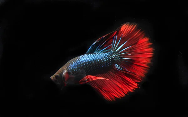 蓝色和红色贝塔鱼 在黑色背景 — 图库照片