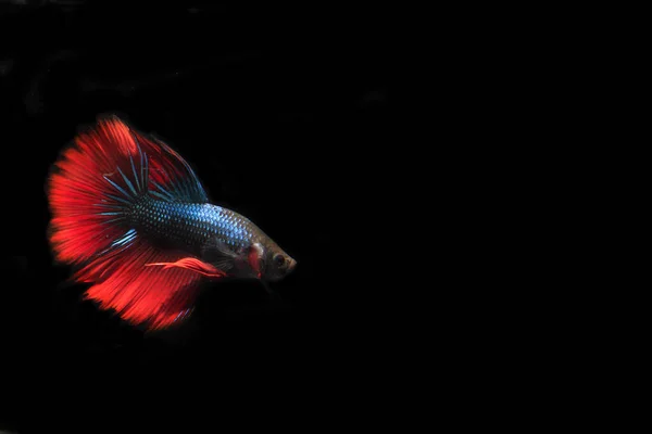 Blue Red Beta Fish Black Backgroun — Stock Photo, Image