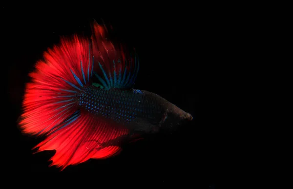 Blue Red Beta Fish Black Backgroun — Stock Photo, Image