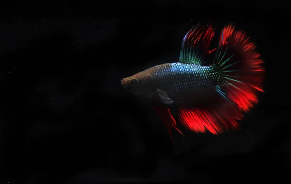 Blue Red Beta Fish Black Backgroun — Stock Photo, Image