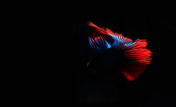 Blue Red Beta Fish Black Backgroun — Stock Photo, Image