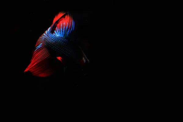 Blue Red Beta Fish Black Backgroun — Stock fotografie