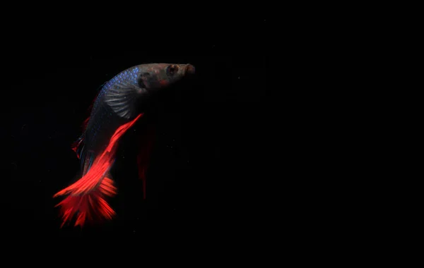 Blue Red Beta Fish Black Backgroun — Stock fotografie