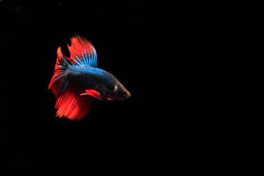 Mavi ve Kızıl Beta Balığı, Black Backgroun 'da.