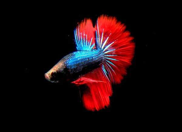 Bellissimo Pesce Betta Blu Rosso Sfondo Nero — Foto Stock