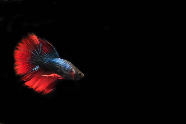 Niebieska Czerwona Ryba Beta Czarnym Tle — Zdjęcie stockowe