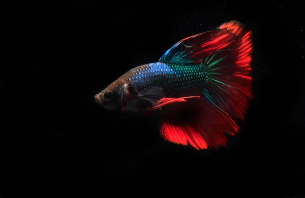 Μπλε Και Κόκκινο Beta Ψάρια Μαύρο Backgroun — Φωτογραφία Αρχείου