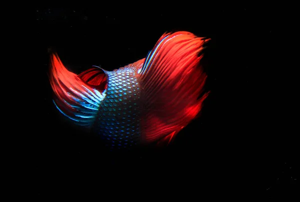 Blue Red Beta Fish Black Backgroun — Stock Photo, Image