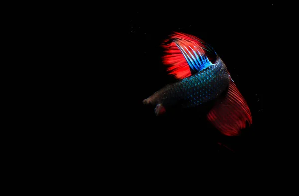 Poisson Beta Bleu Rouge Backgroun Noir — Photo