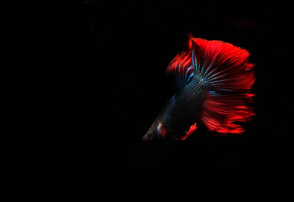 Peixes Beta Azul Vermelho Black Backgroun — Fotografia de Stock