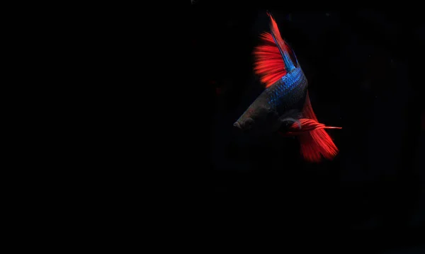 黒の背景にある青と赤のベータ魚 — ストック写真