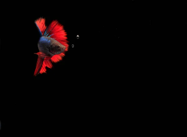 Pez Betta Azul Rojo Con Burbuja Fondo Negro — Foto de Stock