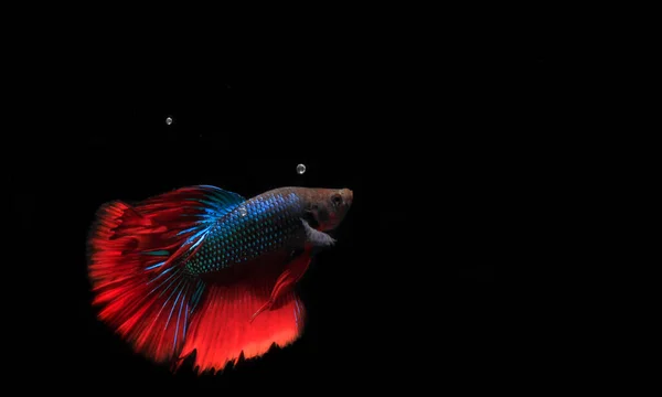 Blauer Und Roter Betta Fisch Mit Blase Bei Schwarzem Hintergrund — Stockfoto
