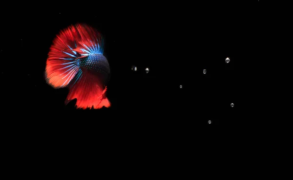 蓝色和红色的贝塔鱼 有气泡 在黑色的背鳍 — 图库照片