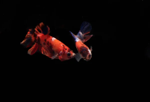 Ein Paar Orangefarbener Nemo Betta Fische Schwarzen Hintergrund — Stockfoto