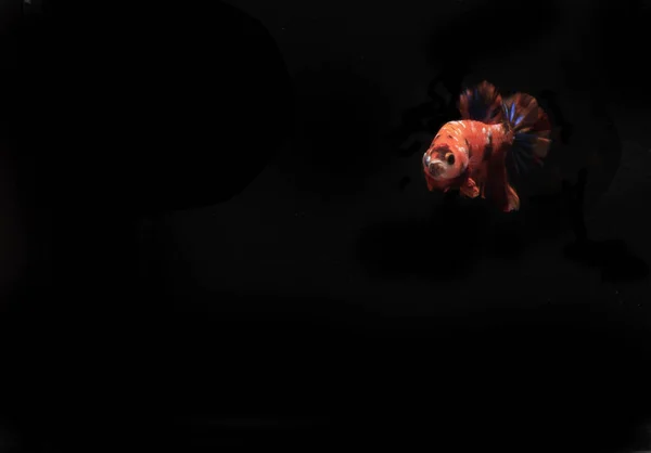 Orange Betta Fish Black Backgroun — Stock Photo, Image
