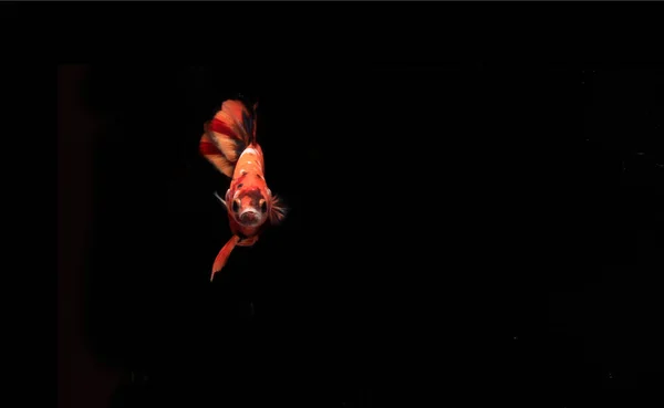 橙色贝塔鱼 在黑背角 — 图库照片