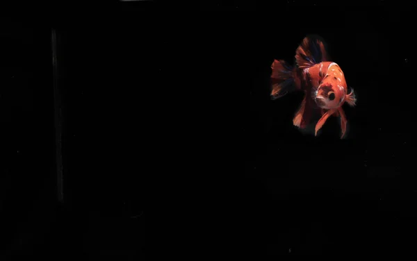Оранжевая Рыба Бетта Черной Backgroun — стоковое фото