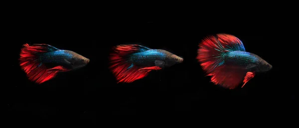 Blue Red Betta Fish Black Backgroun — Stock Photo, Image