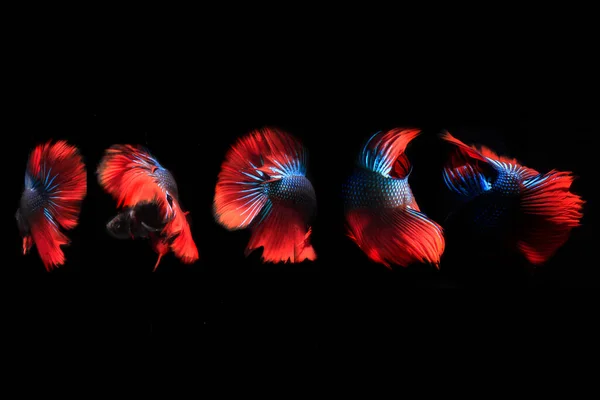 Голубая Красная Бетта Полулунная Рыба Ват Черная Заросли — стоковое фото
