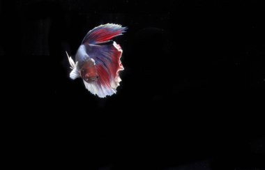 Yarım Ay Beta Balığı, Black Backgroun 'da