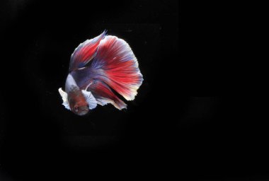 Yarım Ay Beta Balığı, Black Backgroun 'da