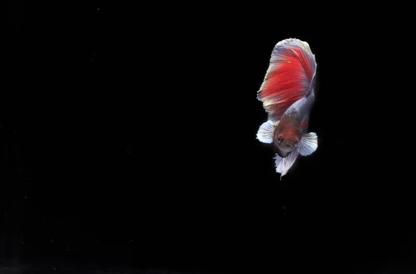 Half Moon Betta Fish Black Backgroun — Stock fotografie