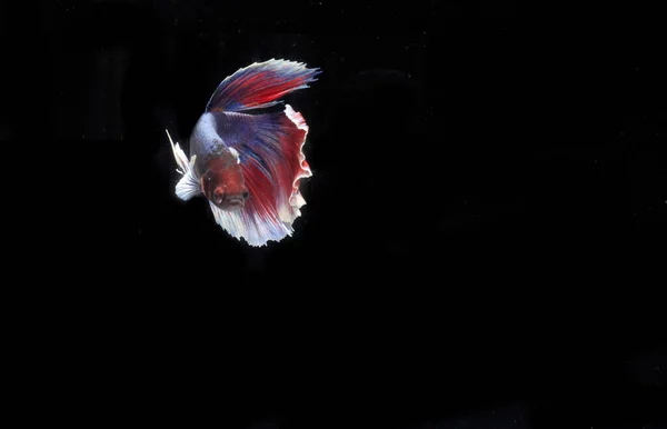 Half Moon Betta Fish Backgroun Nero — Foto Stock