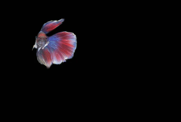 半月形贝塔鱼 在黑背角 — 图库照片