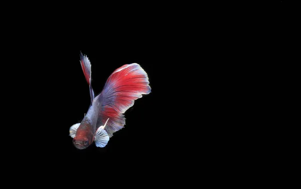 Риба Півмісяця Бетта Чорний Підвид — стокове фото
