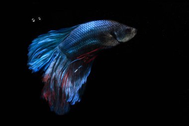 BLue Dev Yarım Ay Beta Balığı, Black Backgroun 'da