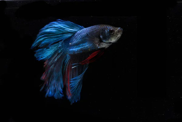 Blue Gigante Meia Lua Betta Peixe Preto Backgroun — Fotografia de Stock