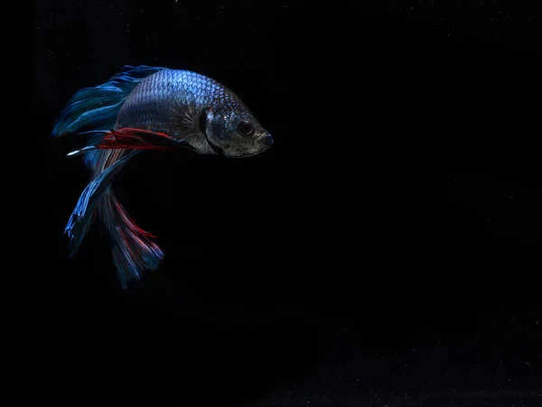 Blue Mezza Luna Gigante Betta Fish Backgroun Nero — Foto Stock