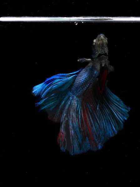 Blue Giant Half Moon Betta Vis Bij Black Backgroun — Stockfoto