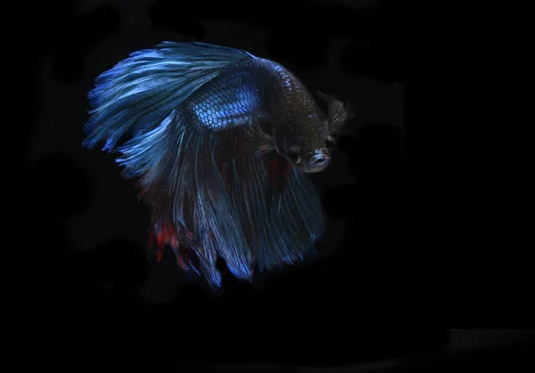 BLue Dev Yarım Ay Beta Balığı, Black Backgroun 'da