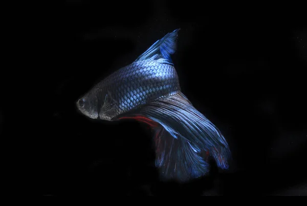 Güzel Blue Dev Yarım Beta Balığı Black Backgroun — Stok fotoğraf