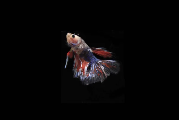 Beatiful Pink Betta Fisk Vid Black Backgroun — Stockfoto